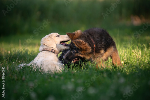 Dwa szczeniaki: Golden retriver i owczarek niemiecki bawia sie na trawie 