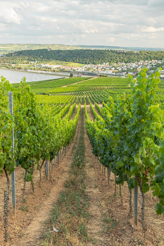 Riverside vineyard on a sunny day right before the harvesting season in the Rheingau-Taunus-Kreis region in Hesse  Germany. Rows of vines in a vineyard in a European rural area