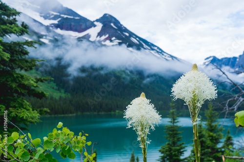 Beautiful beargrass wildflowers at Grinnel Lake in Glacier National Park USA photo
