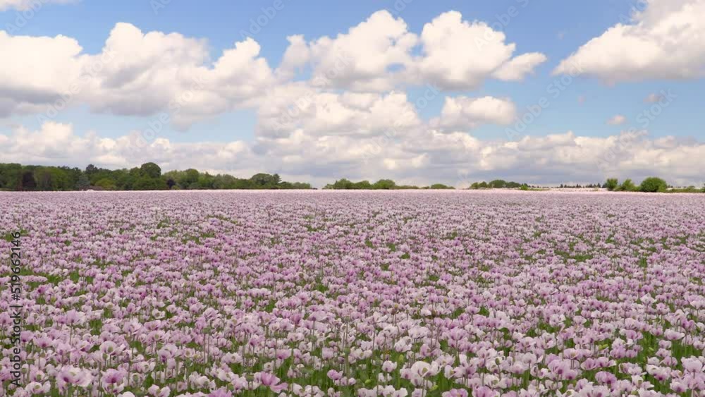 Time lapse video clip of clouds moving over a field of flowers pink poppies Time lapse video clip of clouds moving over a field of flowers pink poppies