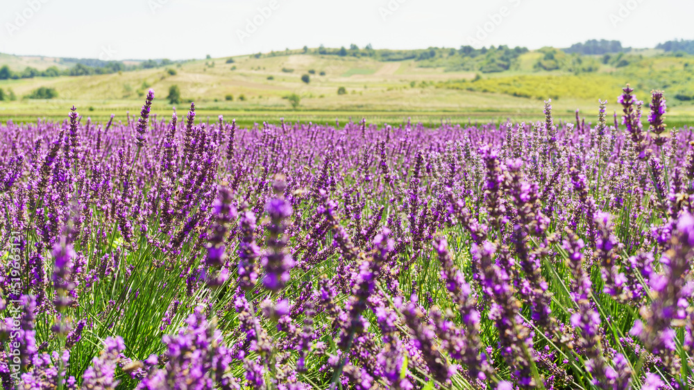 Fototapeta premium Lavender bushes on field.
