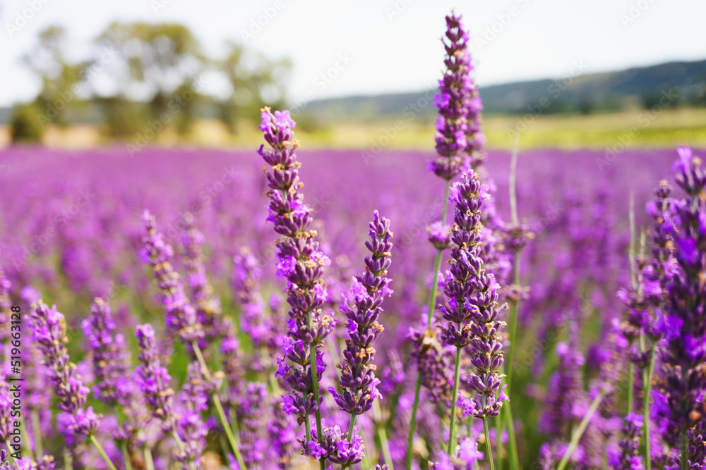 Obraz premium Lavender bushes on field.
