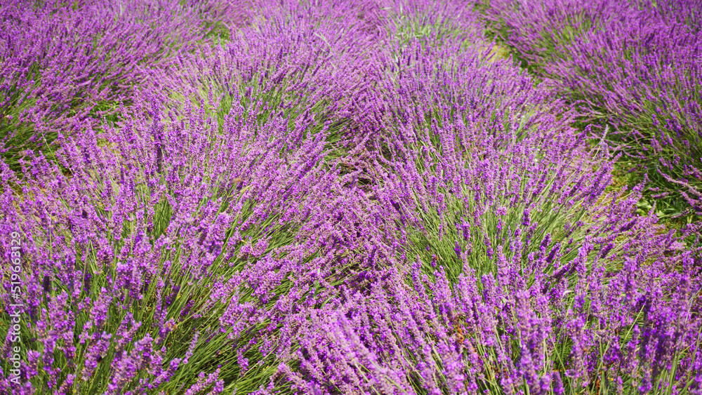 Lavender bushes on field.