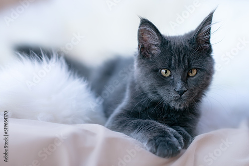 Cute little kitten of maine coon