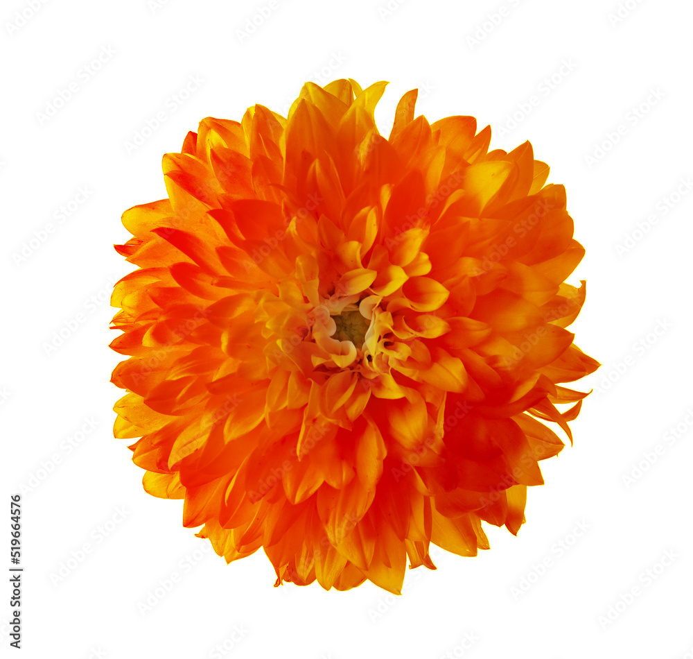 Beautiful orange dahlia flower isolated on white Beautiful orange dahlia flower isolated on white