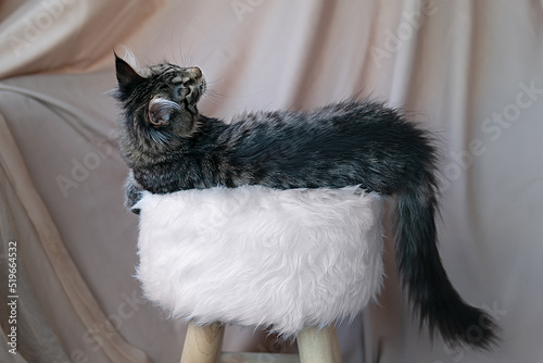 Cute little fluffy kitten of maine coon