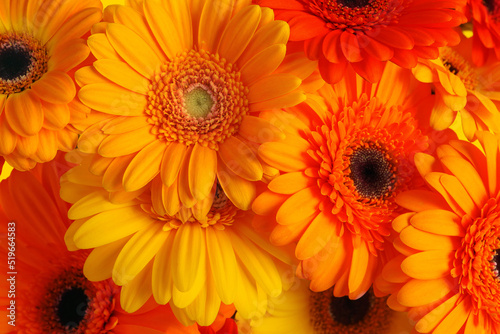 Beautiful orange gerbera flowers as background  closeup