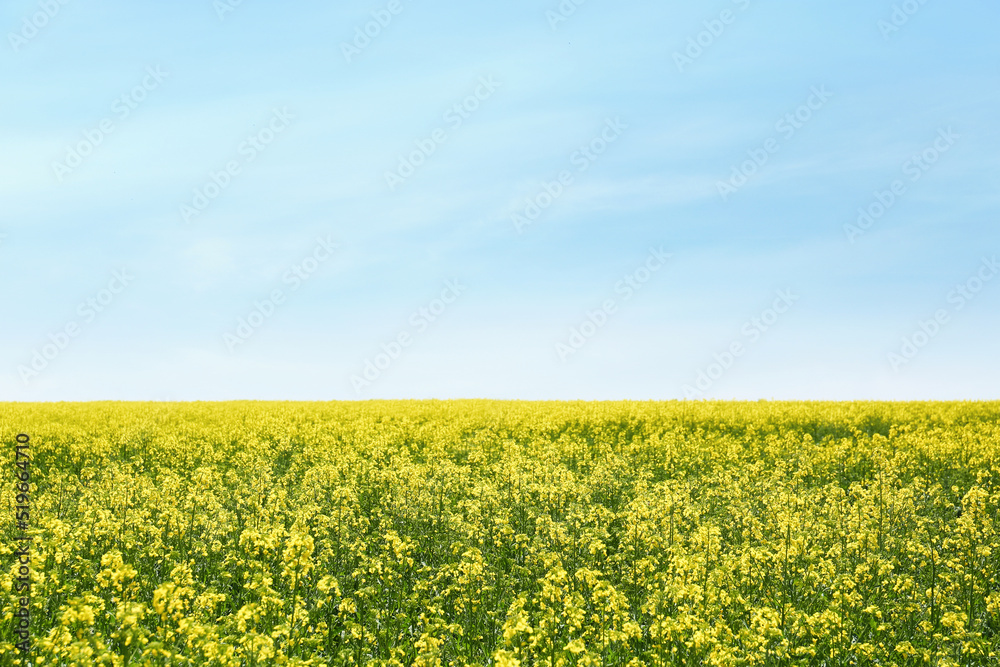 Beautiful view of blooming rapeseed field on sunny day Beautiful view of blooming rapeseed field on sunny day