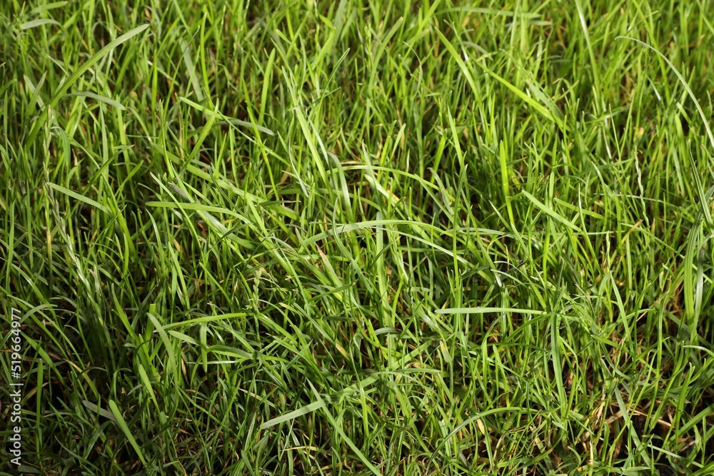 Beautiful lush green grass as background, closeup Beautiful lush green grass as background, closeup
