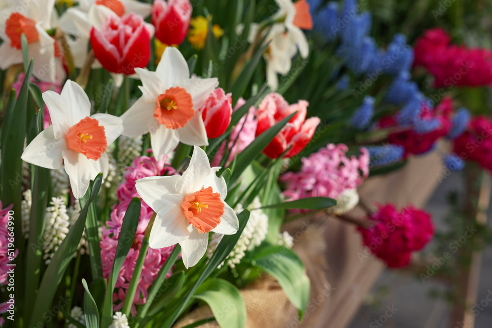 Many different flowers in wooden crate, closeup. Spring season Many different flowers in wooden crate, closeup. Spring season