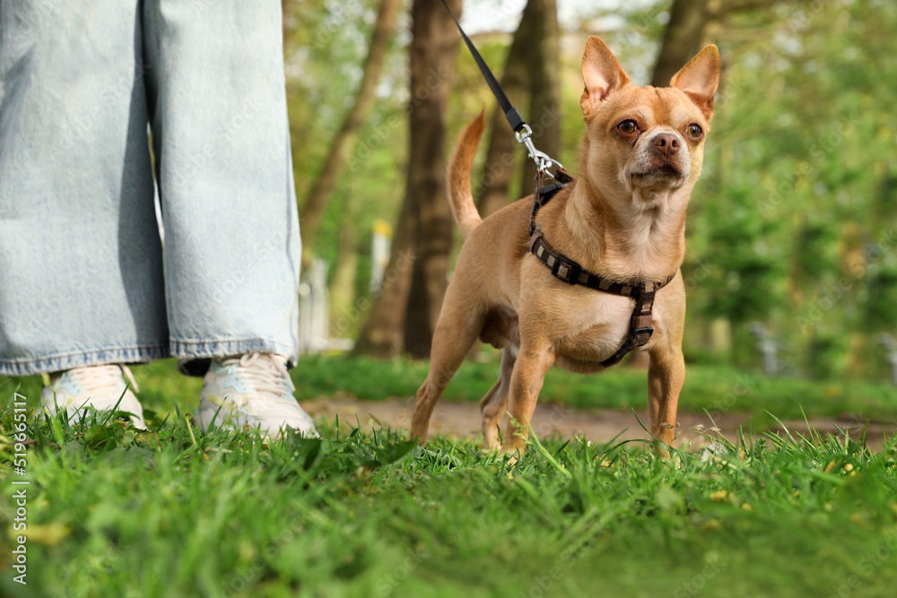 Woman walking with her chihuahua dog on green grass in park, closeup Woman walking with her chihuahua dog on green grass in park, closeup