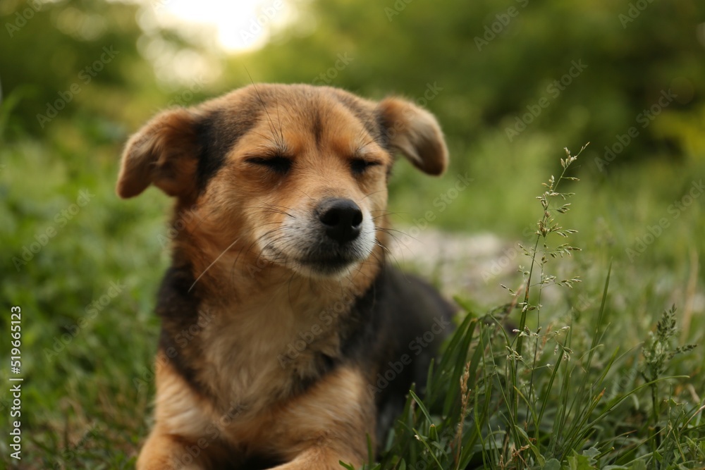 Cute dog lying on green grass outdoors