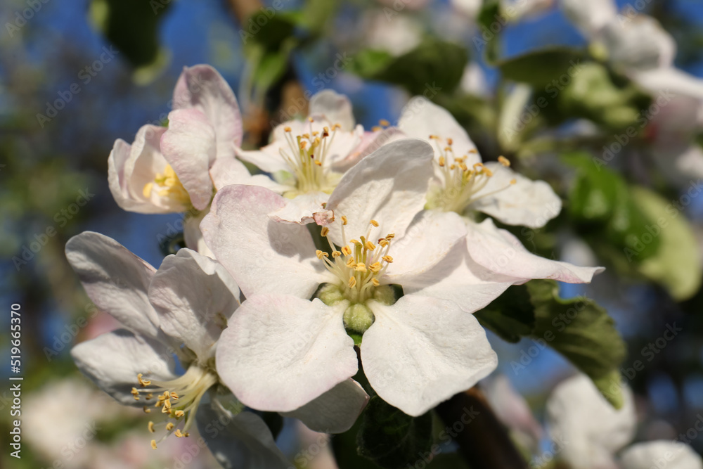 Obraz premium Apple tree with beautiful blossoms, closeup view. Spring season