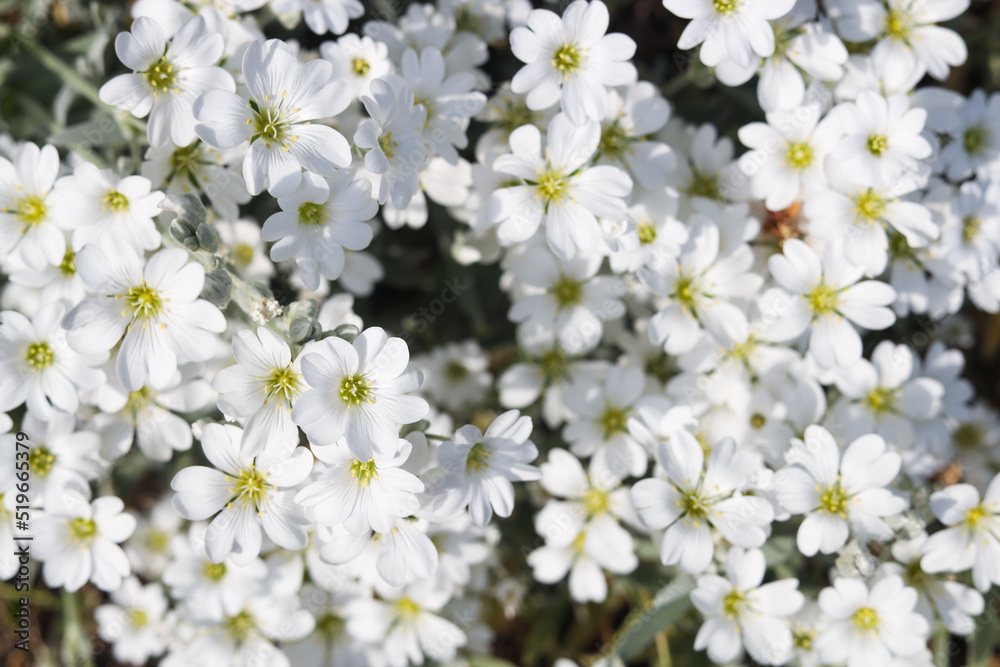 Beautiful white snow-in-summer flowers outdoors, closeup view Beautiful white snow-in-summer flowers outdoors, closeup view