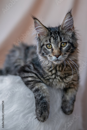 Cute little kitten of maine coon