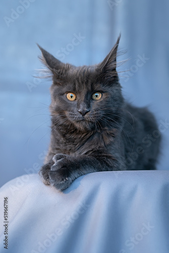 Cute little kitten of maine coon
