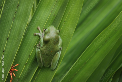 Valokuvatapetti frog on a branch