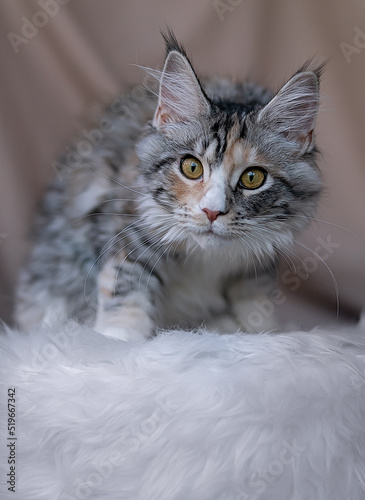Cute little kitten of maine coon