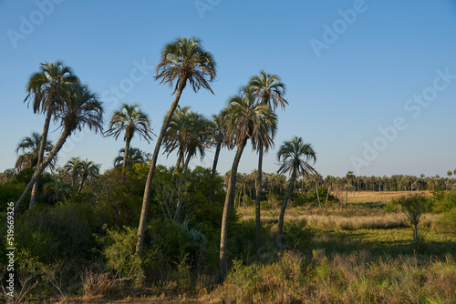 Summer landscape of El Palmar National Park, in Entre Rios, Argentina, a protected area where the endemic Butia yatay palm tree is found. Concepts: ecological tourism, protection of native species.