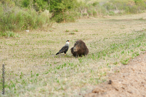 Crested caracara, Caracara plancus, and capybara, Hydrochoerus hydrochaeris, in El Palmar National Park, in Entre Rios, Argentina. photo