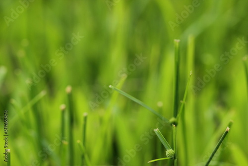 grass with dew drops