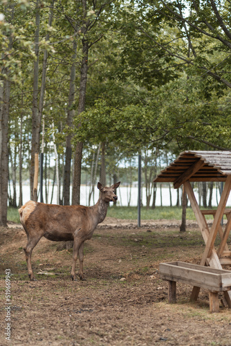 Beautiful strong animals deer in the wild. Nature of Europe. Ecopark. Farmstead. Private zoo.