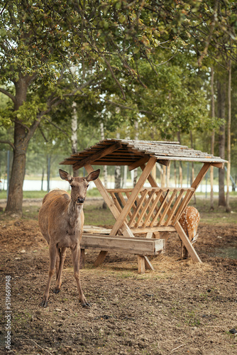 Fototapeta Naklejka Na Ścianę i Meble -  Beautiful strong animals deer in the wild. Nature of Europe. Ecopark. Farmstead. Private zoo.