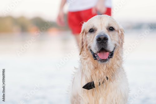 A cute dog walks along the riverbank with his owner. A golden retriever meets the dawn swimming in the river.