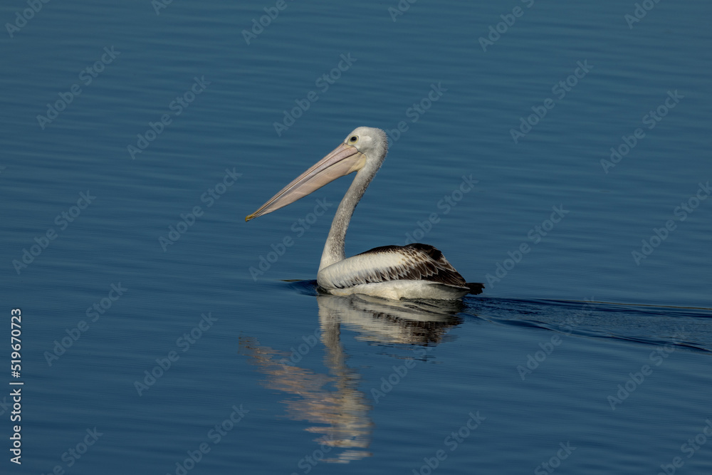 Australian Pelican in Queensland Australia Australian Pelican in Queensland Australia