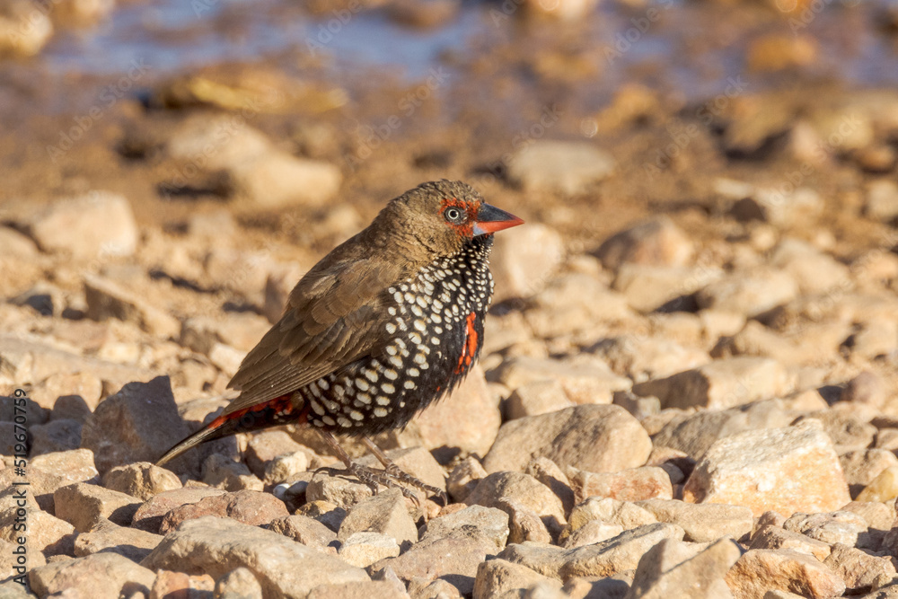 Painted Firetail Finch in Queensland Australia Painted Firetail Finch in Queensland Australia