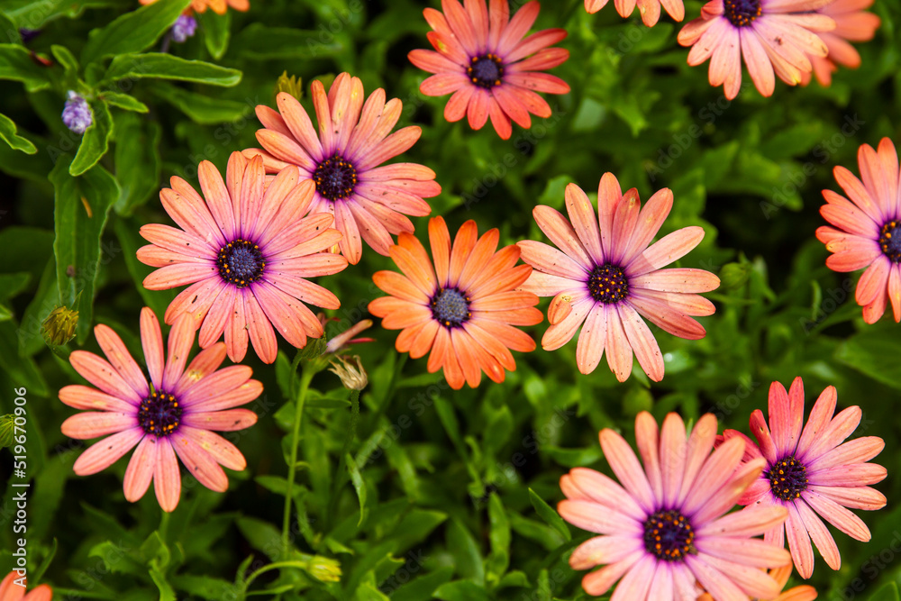 Fototapeta premium Bright orange and purple African Daisy bloom in a garden; beautiful, lush osteospermum flowers growing in the spring
