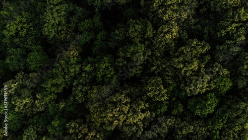 Aerial photo of the forest in Belgrade Serbia taken from above with drone during summer month of July