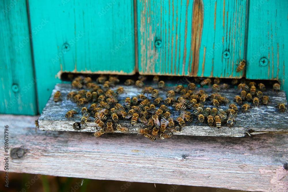 Close up of flying bees. Wooden beehive and bees. Close up of flying bees. Wooden beehive and bees.