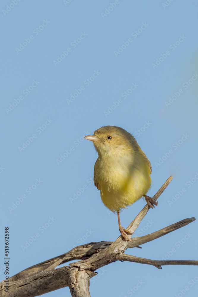 Australia's Smallest Bird the Weebill