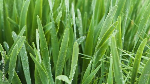 Close up of fresh grass with water drops on a summer day. Stock footage. Drops of morning dew on green grass meadow after the rain.