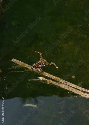 frog in the water leaning on a reed