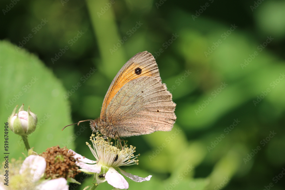 Obraz premium Meadow brown butterfly feeding on bramble flower in close up