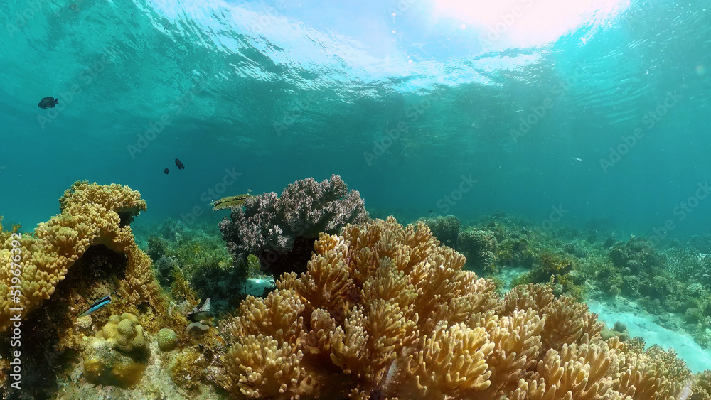 Fototapeta premium Tropical fishes and coral reef at diving. Beautiful underwater world with corals and fish. Philippines.