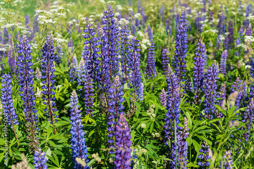 A lupine (lupinus) field with purple and blue flowers. Lupine flowers.