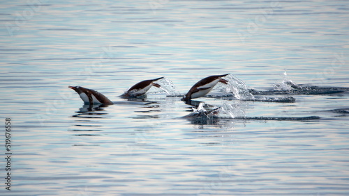 Raft of gentoo penguins (Pygoscelis papua) swimming in Cierva Cove, Antarctica