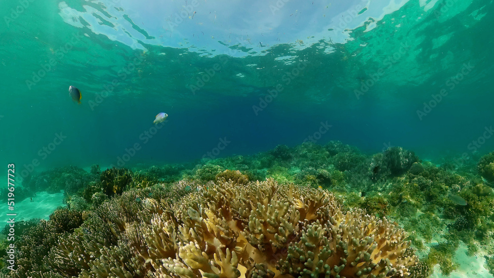 Naklejka premium Coral reef and tropical fishes. The underwater world of the Philippines. Philippines.