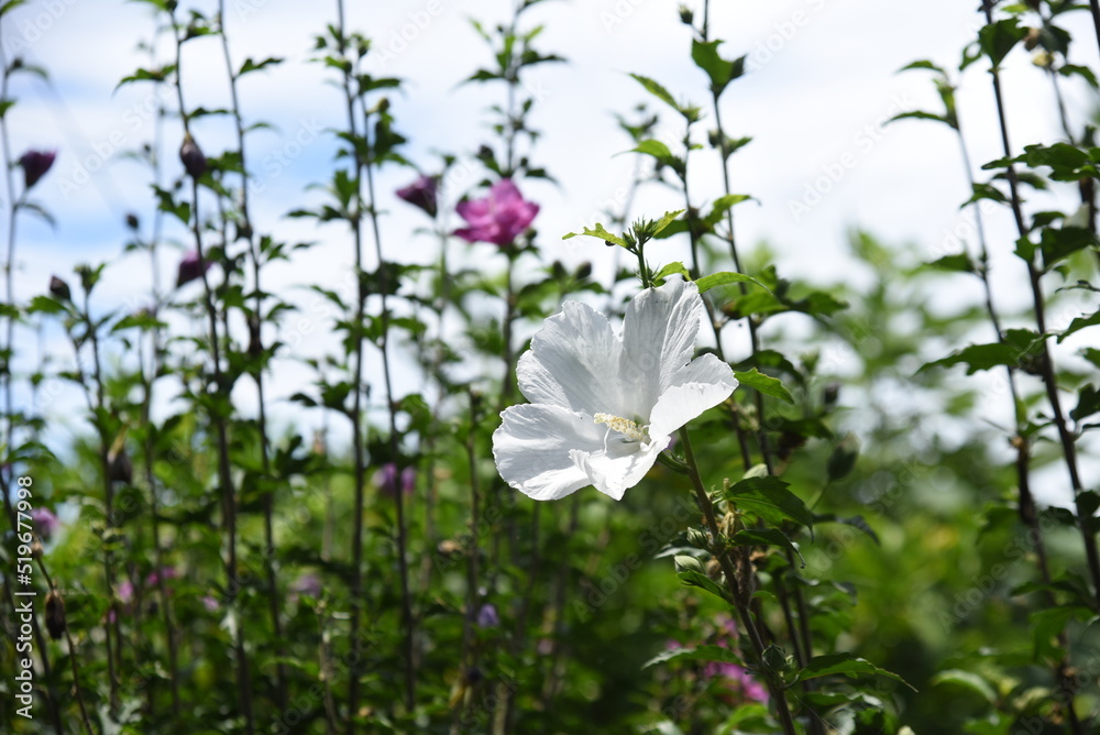 Rose of sharon flowers. Malvaceae deciduous shrub. The flowering season is from July to October. Korean national flower. Rose of sharon flowers. Malvaceae deciduous shrub. The flowering season is from July to October. Korean national flower.