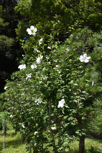 Rose of sharon flowers. Malvaceae deciduous shrub. The flowering season is from July to October. Korean national flower.