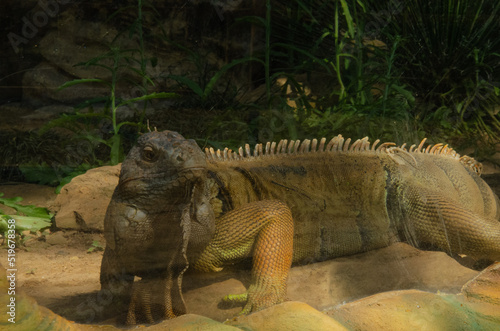 Iguana sunbathing. An iguana in a zoo. An iguana in an artificial habitat at a zoo. Iguana next to a glass shield.