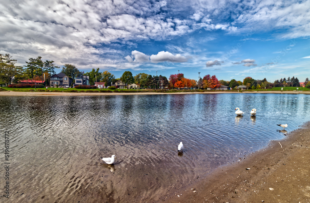 Obraz premium Ducks and gulls on the shallow waters - Fall in Central Ontario, Canada