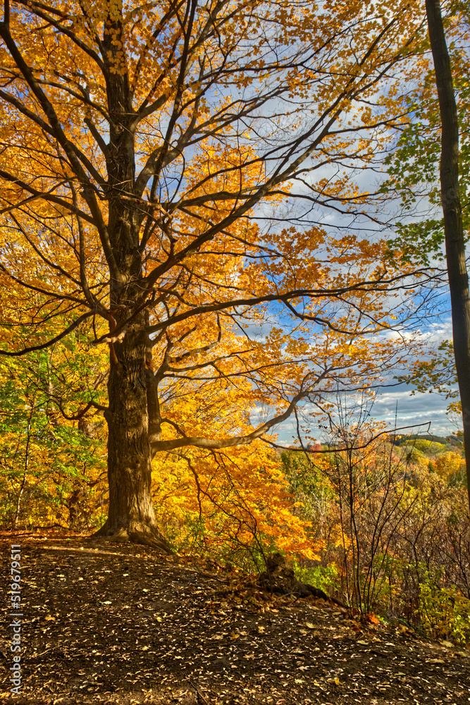 Fall gold in full display - Fall in Central Ontario, Canada
