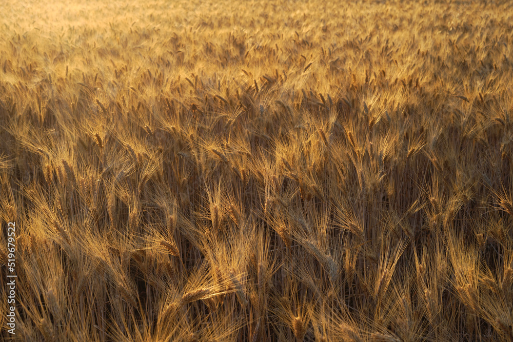 Obraz premium Wheat field, Provence