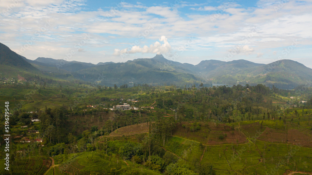 Aerial view of Tea plantation on top of mountain. Tea estate landscape, Sri Lanka.