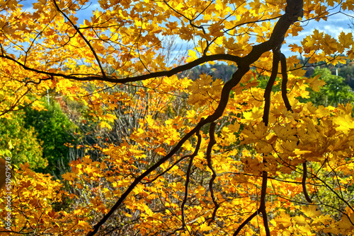 Yellow maples going down the valley - Fall in Central Ontario, Canada