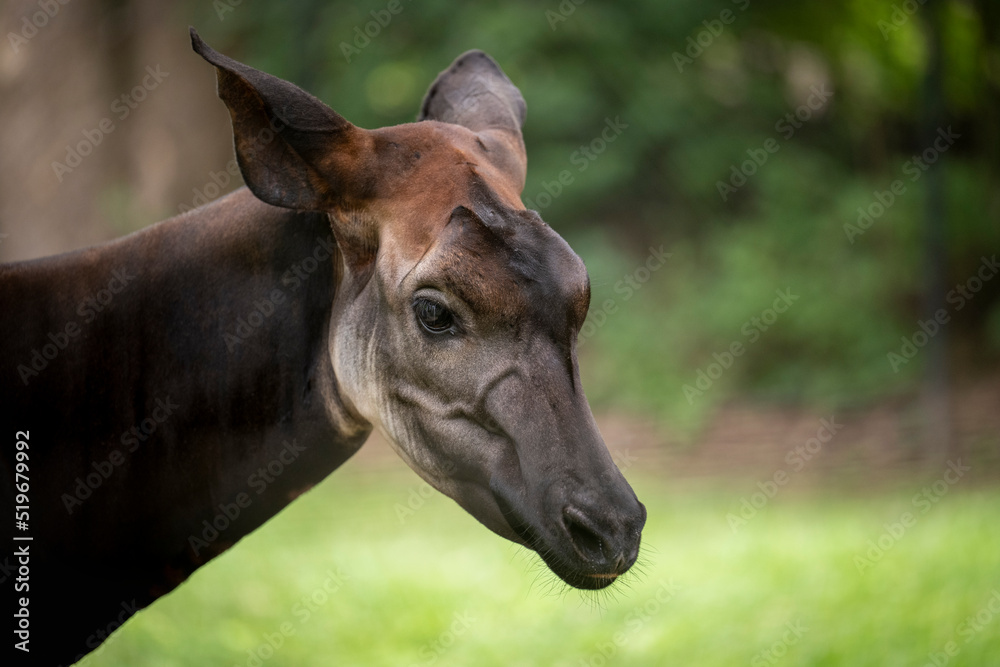 Close-up of the head of an okapi